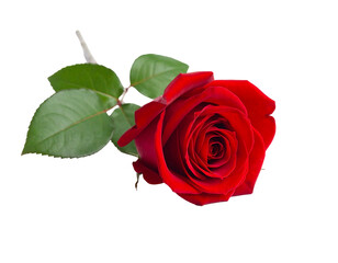 A single red rose, lush petals, green leaves, isolated on black
