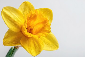 Closeup Bright Yellow Daffodil With Water Droplets