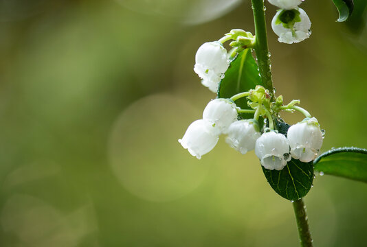 Blueberry or Vaccinium flowers on natural background.