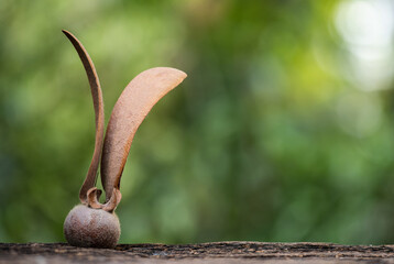 Dried yang fruit on natural background.