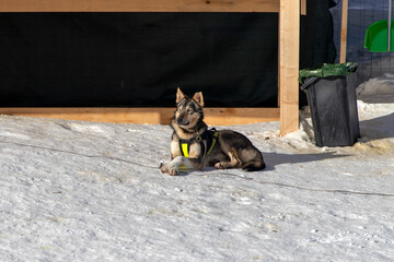 A wolfhound, part of a sled dog team, basking in the sun at Mont-Cenis, a stunning massif in the French Alps