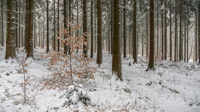 winter forest - Winterwald