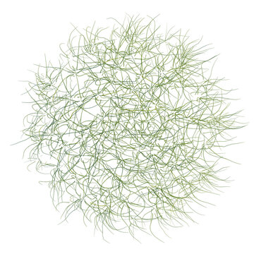 Eleocharis parvula tree plan, top view, cutout, transparent background, isolate, Abstract textured background with organic forms and fluid lines, digital art, modern design element