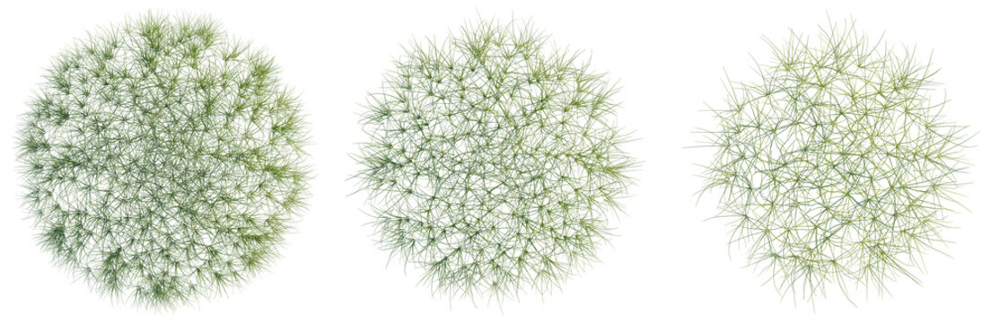 Eleocharis parvula tree plan, top view, cutout, transparent background, isolate, Detailed Fern Branch with Intricate Leaf Structure, Ideal for Nature and Botanical Designs