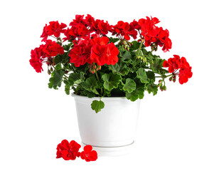 Vibrant red blossoms spill from a white pot, adorned by green leaves