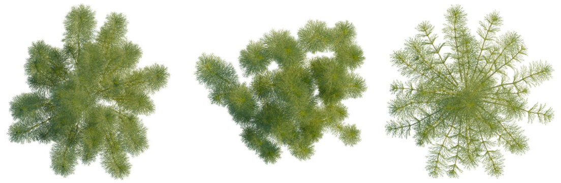 Limnophila aquatica tree plan, top view, cutout, transparent background, isolate, Detailed close-up of vibrant green pine needles, texture, and natural forest elements