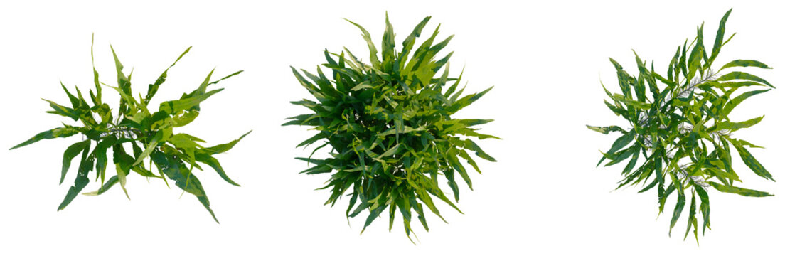 Microsorum pteropus tree plan, top view, cutout, transparent background, isolate, Lush Green Foliage Texture, Abstract Natural Background, Detailed Botanical Pattern