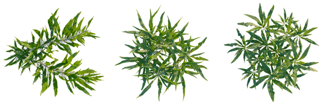 Microsorum pteropus tree plan, top view, cutout, transparent background, isolate, Detailed close-up of lush green fern leaves, vibrant nature background, botanical texture