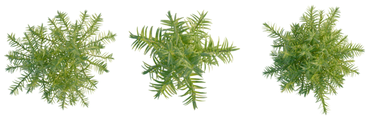 Rotala rotundifolia tree plan, top view, cutout, transparent background, isolate, Delicate sprig of rosemary herb, close-up for culinary and botanical themes.