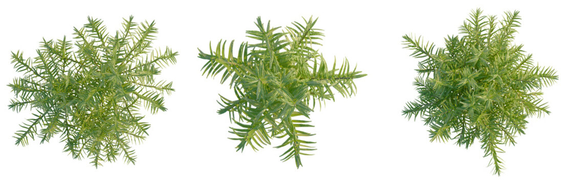 Rotala rotundifolia tree plan, top view, cutout, transparent background, isolate, Delicate sprig of rosemary herb, close-up for culinary and botanical themes.
