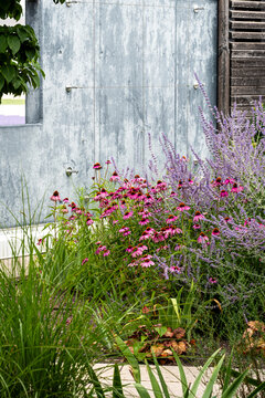 Pink flowers bloom in urban garden plants with modern landscaping and greenery showcasing sustainability in contemporary courtyard design