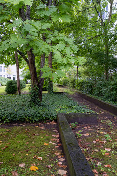 Urban garden trail walkway with trees leaves and shade creating greenery landscape for peaceful walking and everyday sustainability