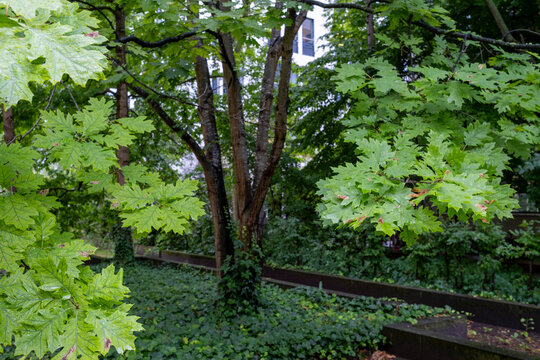 Trees leaves and canopy form urban woodland foliage greenery with deep shade showing nature resilience and sustainability in the city