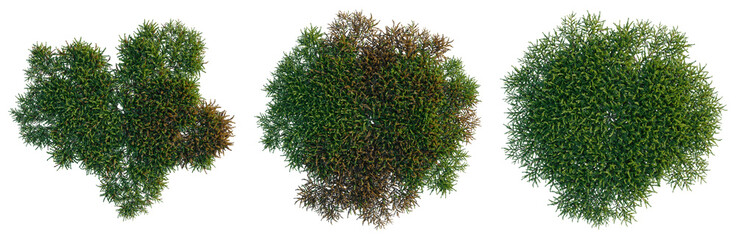 Vesicularia tree plan, top view, cutout, transparent background, isolate, Detailed aerial view of a...