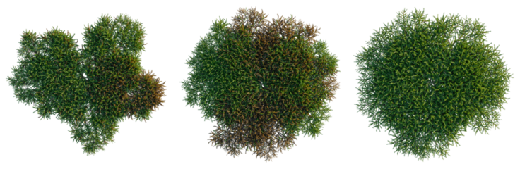 Vesicularia tree plan, top view, cutout, transparent background, isolate, Detailed aerial view of a lush evergreen forest canopy, showing vibrant foliage and natural patterns.