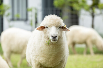 Fototapeta premium One white sheep standing on green grass looking at camera with calm expression while other animal eating background near white building and tree in farm