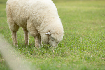 Obraz premium Close up peaceful fluffy white sheep grazing green grass pasture farm field countryside environment landscape nature showing calm tranquil emotional expression feeding livestock agriculture meadow