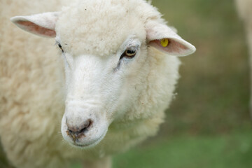 Fototapeta premium Portrait of cute white sheep standing on green grass field showing calm and curious expression looking at camera during summer day on farm pasture