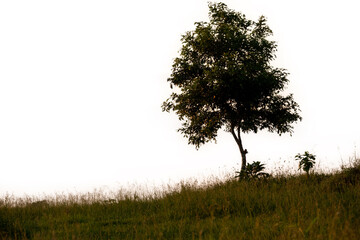 Lonely oak tree silhouette standing in a rural grassy meadow field under a blue summer sky at morning sunrise