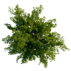 Cupressus sempervirens tree plan, top view, cutout, transparent background, isolate, Detailed Spruce Tree Branch with Needles, Realistic Render, Nature Elements, High Resolution