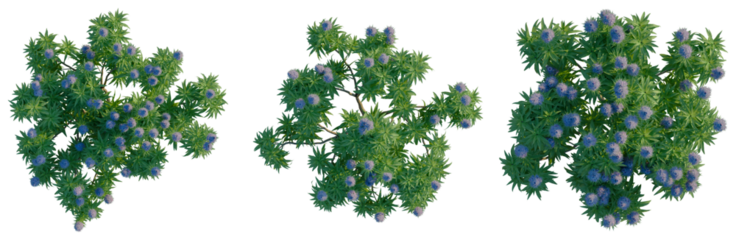 Echium candicans tree plan, top view, cutout, transparent background, isolate, Detailed Green Tree Branch with Lush Foliage, Perfect for Nature and Botanical Design Elements