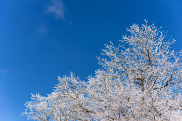Frosty Trees Against Blue Winter Sky