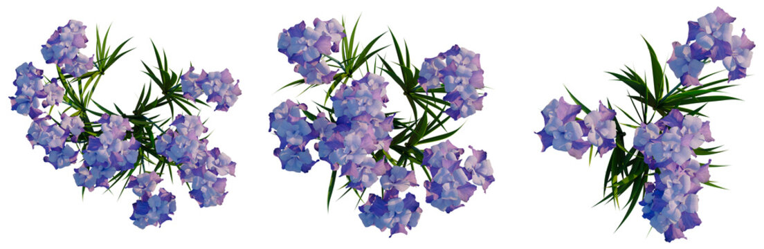 Iris pallida tree plan, top view, cutout, transparent background, isolate, Delicate Purple Lavender Flowers Close-Up, Floral Arrangement, Beautiful Nature Background