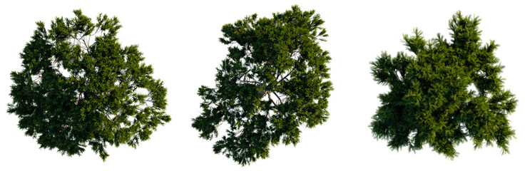 Pinus pinea tree plan, top view, cutout, transparent background, isolate, Detailed aerial view of lush green pine forest canopy, natural landscape, aerial photography © DH Tree Stock