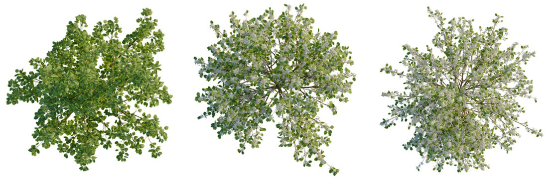 Pyrus nivalis tree plan, top view, cutout, transparent background, isolate, Green Tree Branch with Leaves on a Clear Background, Nature and Wildlife Concept