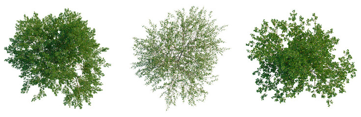 Salix caprea tree plan, top view, cutout, transparent background, isolate, Detailed Close-Up of Lush Green Leaves with Delicate Veins - Nature's Intricate Beauty © DH Tree Stock