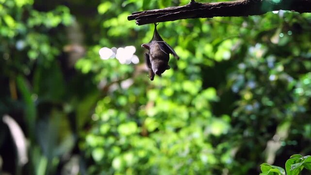 Sleeping bat colony on a cave ceiling, wild nocturnal creatures in the wild. Flying fox hanging down.