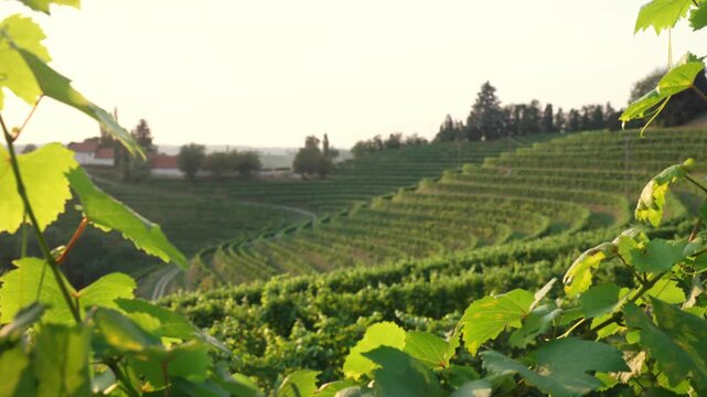Terraced vineyard landscape seen through fresh green grape leaves in soft evening light.