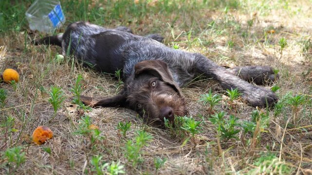 Beautiful german wirehaired pointer dog lying on grass at garden. Pretty brown drahthaar puppy resting on green lawn at summer day. Concept of love for animals. Slow motion