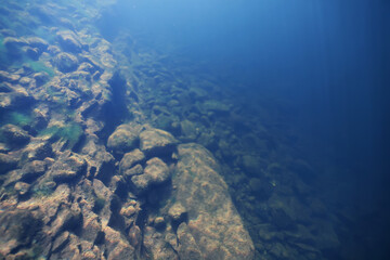 Obraz premium underwater photo of a swamp, dark green swamp water view of an ecosystem from underwater