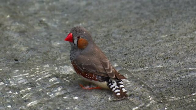 A male zebra finch (Taeniopygia guttata) stands in shallow water, ruffling the feathers, taking a bath before nightfall, close up shot.