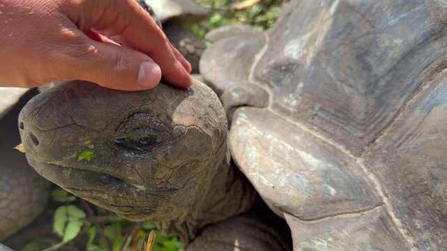 Slow motion of hand touching and caressing the head of Aldabra land giant tortoise, Mahe, Seychelles 25fps