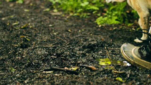 Slow motion close up of a muddy path with a shallow puddle as a person and dog walk through. Water splashing softly, greenery framing a quiet outdoor moment.