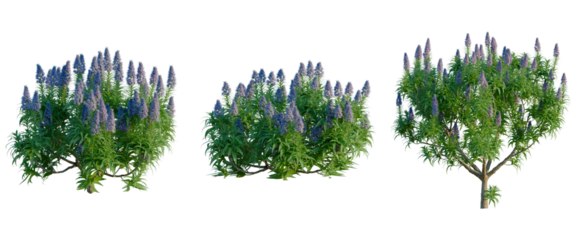 Echium candicans tree, front view, cutout, transparent background, isolate, Elevation, Detailed green tree with lush foliage, perfect for natural and botanical design elements.