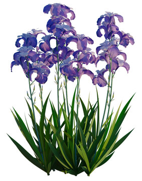 Iris pallida tree, front view, cutout, transparent background, isolate, Elevation, Delicate purple iris flower close-up, detailed botanical floral art, png format, elegant design.