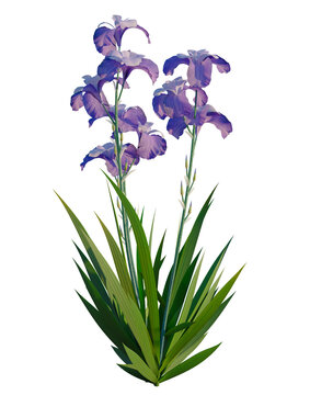 Iris pallida tree, front view, cutout, transparent background, isolate, Elevation, Delicate purple iris flower close-up, detailed petals, springtime blossom, floral beauty