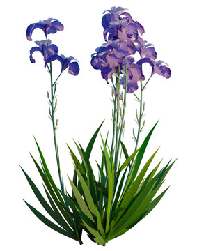 Iris pallida tree, front view, cutout, transparent background, isolate, Elevation, Purple iris flowers on a dark background, beautiful blooming plant, floral nature