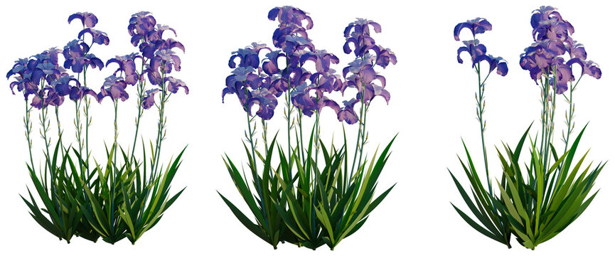 Iris pallida tree, front view, cutout, transparent background, isolate, Elevation, Purple Iris Flowers on Green Stems, Detailed Floral Elements, Delicate Nature Photography