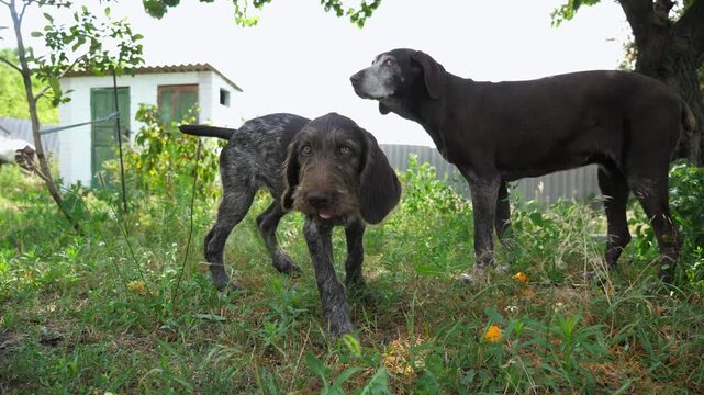 Beautiful german wirehaired pointer dog walking on grass at garden. Pretty brown drahthaar puppy going on green lawn. Cute domestic doggy resting at summer day. Concept of love for animals