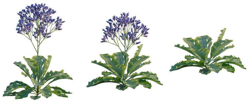 Limonium perezii tree, front view, cutout, transparent background, isolate, Elevation, Fresh Green Salad Leaves on White Background, Healthy Food, Vegan, Organic, Diet