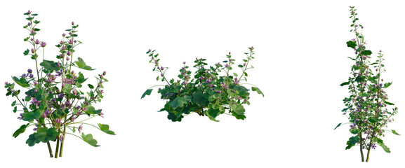 Malva sylvestris tree, front view, cutout, transparent background, isolate, Elevation, Purple wildflowers with green leaves on a stem, isolated on a transparent background © DH Tree Stock