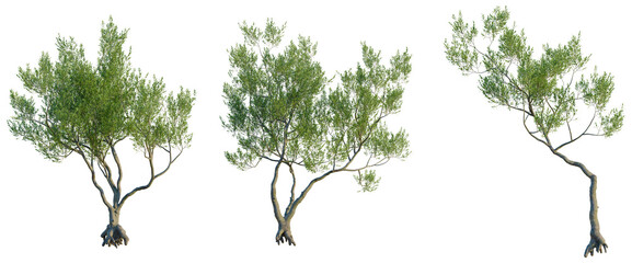 Olea europaea tree, front view, cutout, transparent background, isolate, Elevation, Lonely tree on a hill, digital art, vector illustration, nature background, scenic view © DH Tree Stock