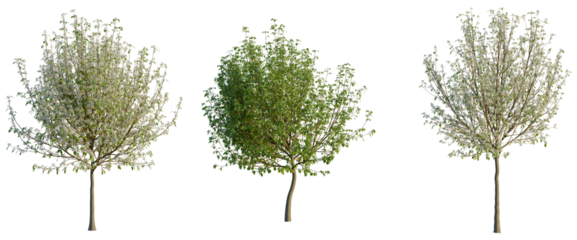 Pyrus nivalis tree, front view, cutout, transparent background, isolate, Elevation, Cherry Blossom Branch with Delicate Flowers, Springtime Floral Element for Design, Easter, or Wedding