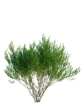 Salix caprea tree, front view, cutout, transparent background, isolate, Elevation, Elegant green tree with dense foliage, ideal for landscape and nature-themed designs.