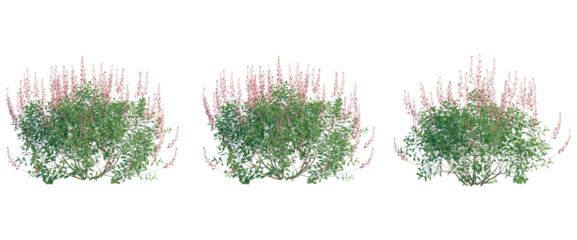Salvia greggii tree, front view, cutout, transparent background, isolate, Elevation, Blooming red flowers on lush green branches with vibrant foliage and delicate details, springtime