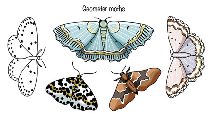 Geometer moths